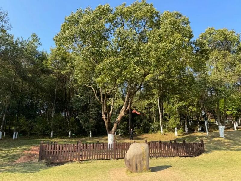 習近平同志為福建省長(cháng)汀縣水土保持科教園捐種的香樟樹(shù)。圖源：學(xué)習時(shí)報
