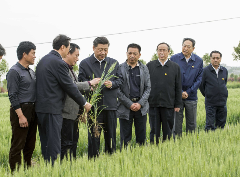 2016年4月25日下午，習近平在安徽滁州市鳳陽(yáng)縣小崗村察看小麥長(cháng)勢。左一為種糧大戶(hù)程夕兵。新華社記者 李學(xué)仁 攝